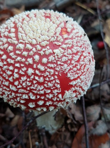 MUCHOMŮRKA ČERVENÁ (Amanita muscaria) FOTO: Marta Knauerová