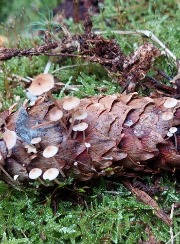 PENÍZEČKA DROBNOVÝTRUSÁ (Baeospora myosura) FOTO: Marta Knauerová, 2022