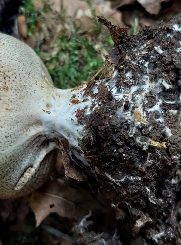 PESTŘEC PÝCHAVKOVITÝ (Scleroderma areolatum) FOTO: Marta Knauerová, 2022