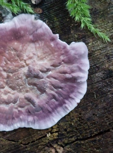 PEVNÍK NACHOVÝ (Chondrostereum purpureum) FOTO: Marta Knauerová, 2022