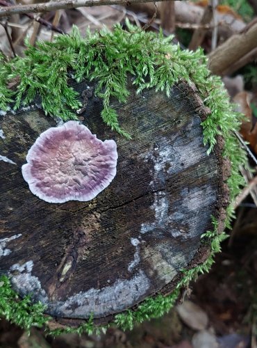 PEVNÍK NACHOVÝ (Chondrostereum purpureum) FOTO: Marta Knauerová, 2022