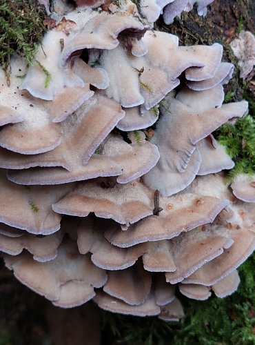 PEVNÍK NACHOVÝ (Chondrostereum purpureum) FOTO: Marta Knauerová, 2022