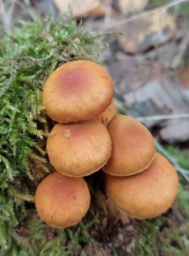 PLAMÉNKA NEVONNÁ (Gymnopilus penetrans) FOTO: Marta Knauerová, 2022