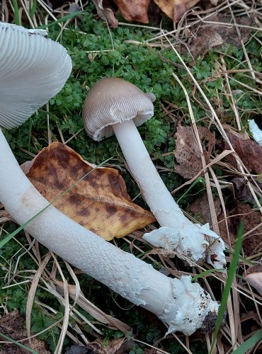 POŠVATKA ŠEDOPOCHVÁ známá jako muchomůrka blanitá (Amanita submembranacea) Marta Knauerová, 2022