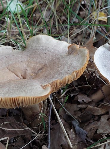 RYZEC KROUŽKATÝ (Lactarius circellatus) FOTO: Marta Knauerová, 2022