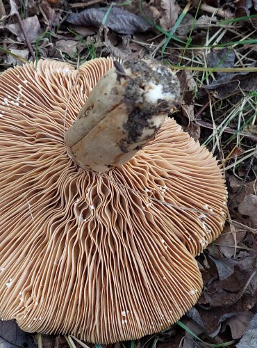 RYZEC KROUŽKATÝ (Lactarius circellatus) FOTO: Marta Knauerová, 2022