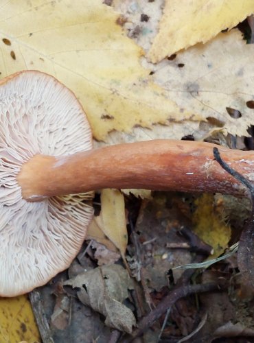 RYZEC LIŠKOVÝ (Lactarius tabidus) FOTO: Marta Knauerová, 2022