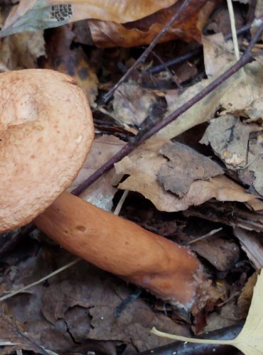 RYZEC LIŠKOVÝ (Lactarius tabidus) FOTO: Marta Knauerová, 2022