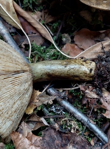 RYZEC ŠEREDNÝ (Lactarius turpis) FOTO: Marta Knauerová, 2022