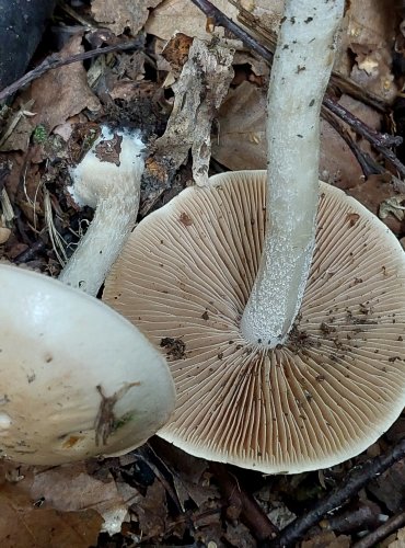 SLZIVKA bez bližšího určení (Hebeloma sp.) FOTO: Marta Knauerová, 2022