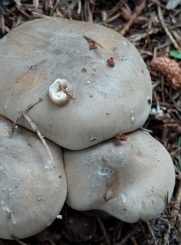 STRMĚLKA MLŽENKA (Clitocybe nebularis) FOTO: Marta Knauerová, 2022