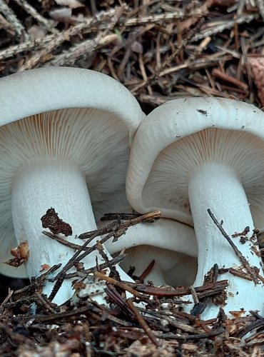 STRMĚLKA MLŽENKA (Clitocybe nebularis) FOTO: Marta Knauerová, 2022