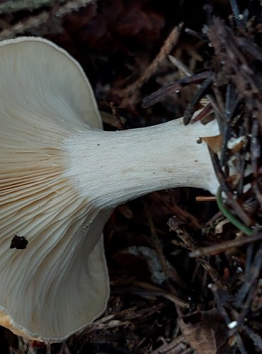 STRMĚLKA PŘEHRNUTÁ (Clitocybe flaccida) FOTO: Marta Knauerová, 2022