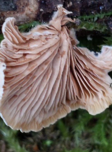 TREPKOVITKA MĚNLIVÁ (Crepidotus variabilis) FOTO: Marta Knauerová, 2022