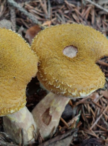 VÁCLAVKA HLÍZNATÁ (Armillaria gallica) FOTO: Marta Knauerová, 2022