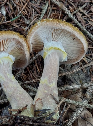 VÁCLAVKA HLÍZNATÁ (Armillaria gallica) FOTO: Marta Knauerová, 2022