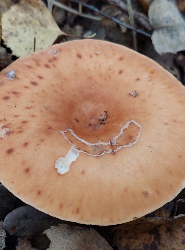 STRMĚLKA PŘEHRNUTÁ (Clitocybe flaccida) FOTO: Marta Knauerová, 2022