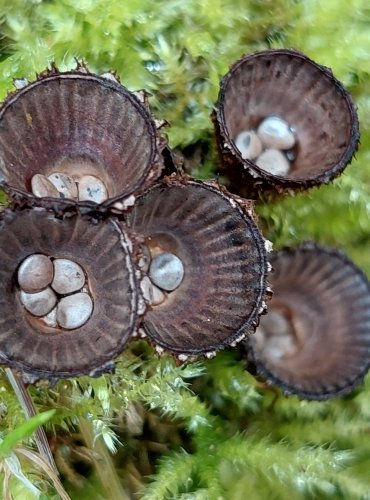 ČÍŠENKA RÝHOVANÁ (Cyathus striatus) FOTO: Marta Knauerová, 2022