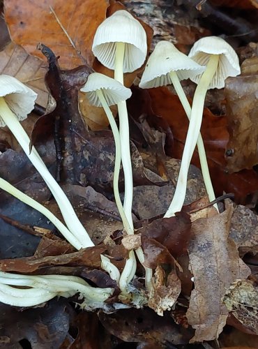 HELMOVKA SLIZKÁ (Mycena epipterygia) FOTO: Marta Knauerová, 2022