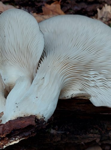 HLÍVA PLICNÍ (Pleurotus pulmonarius) FOTO: Marta Knauerová, 2022