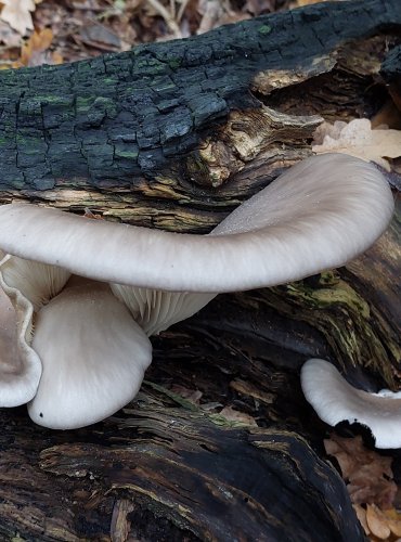 HLÍVA PLICNÍ (Pleurotus pulmonarius) FOTO: Marta Knauerová, 2022