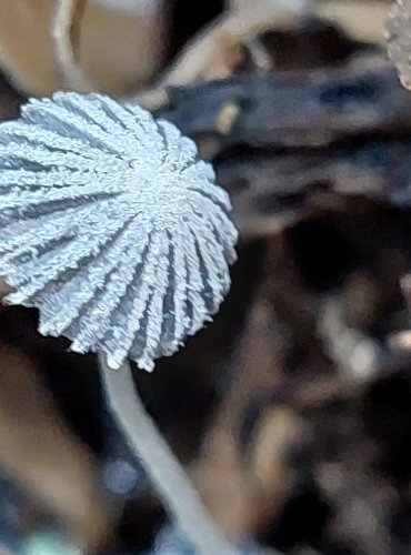 HNOJNÍK PAVUČINATÝ (Coprinus cortinatus) FOTO: Marta Knauerová, 2022