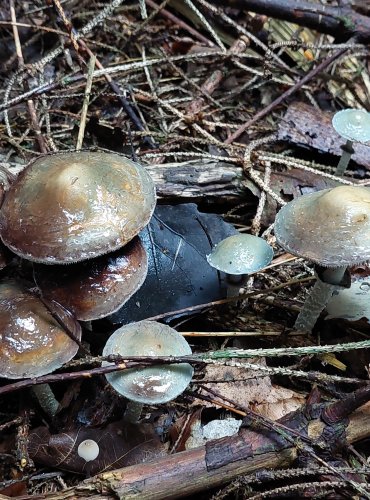 LÍMCOVKA MĚDĚNKOVÁ (Stropharia aeruginosa) FOTO: Marta Knauerová, 2022