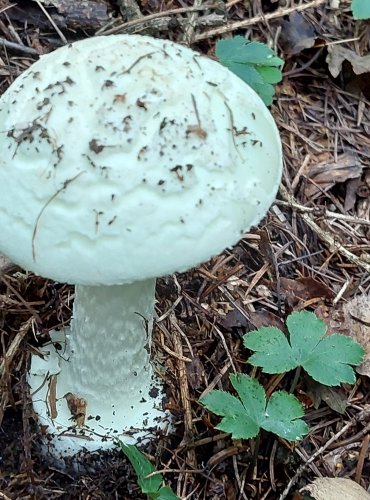 MUCHOMŮRKA CITRONOVÁ (Amanita citrina) FOTO: Marta Knauerová, 2022