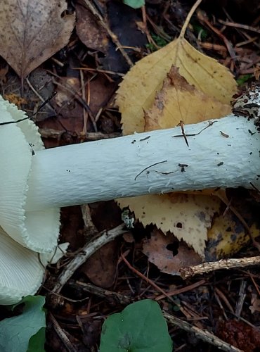 MUCHOMŮRKA CITRONOVÁ (Amanita citrina) FOTO: Marta Knauerová, 2022