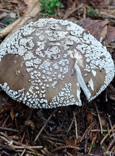 MUCHOMŮRKA ŠEDIVKA (Amanita spissa) FOTO: Marta Knauerová, 2022