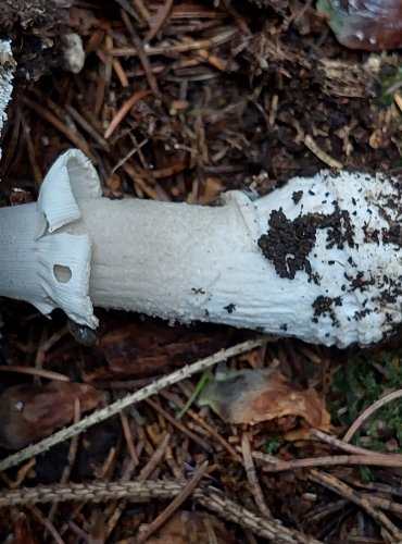 MUCHOMŮRKA ŠEDIVKA (Amanita spissa) FOTO: Marta Knauerová, 2022