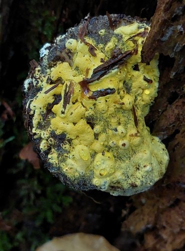 NEDOHUB ZLATOVÝTRUSÝ neboli prašnička zlatožlutá (Hypomyces chrysospermus) je parazitická vřeckovýtrusná houba rostoucí na hřibech. Bývá zaměňována za plíseň. FOTO: Marta Knauerová, 2022

