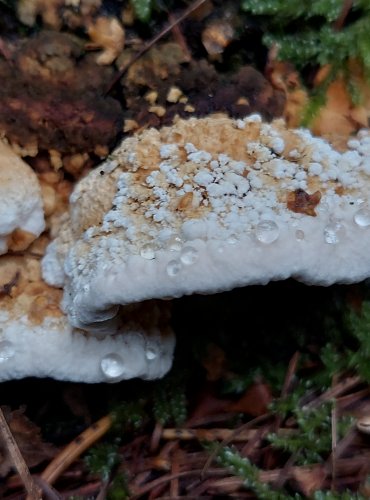 OUTKOVKA ŘADOVÁ (Antrodia serialis) FOTO: Marta Knauerová, 2022