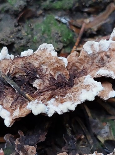 PLESŇÁK ZEMNÍ (Thelephora terrestris) FOTO: Marta Knauerová, 2022