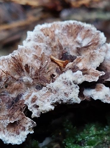 PLESŇÁK ZEMNÍ (Thelephora terrestris) FOTO: Marta Knauerová, 2022