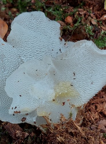 ROSOLOZUB HUSPENITÝ (Pseudohydnum gelatinosum) FOTO: Marta Knauerová, 2022