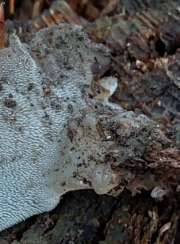 ROSOLOZUB HUSPENITÝ (Pseudohydnum gelatinosum) FOTO: Marta Knauerová, 2022