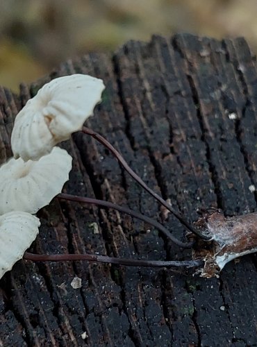 ŠPIČKA KOLOVITÁ (Marasmius rotula) FOTO: Marta Knauerová, 2022