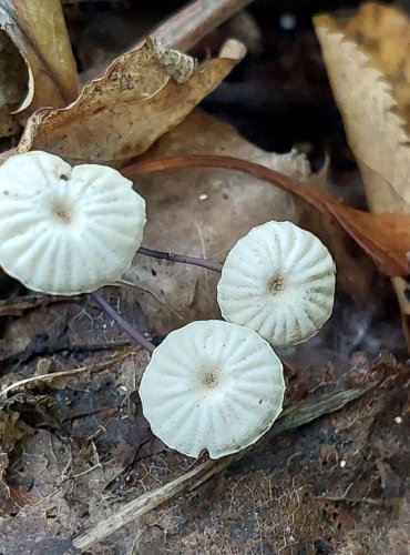 ŠPIČKA KOLOVITÁ (Marasmius rotula) FOTO: Marta Knauerová, 2022