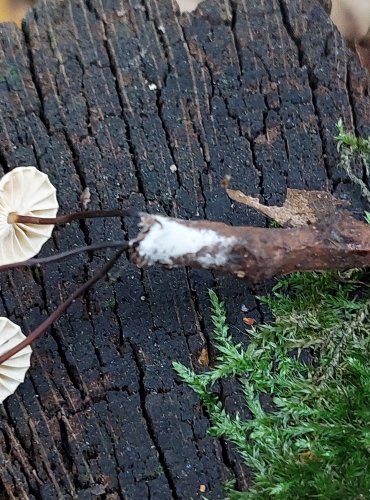 ŠPIČKA KOLOVITÁ (Marasmius rotula) FOTO: Marta Knauerová, 2022