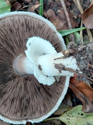 ŽAMPION HAJNÍ (Agaricus silvicola) FOTO: Marta Knauerová, 2022