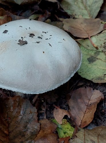 ŽAMPION HAJNÍ (Agaricus silvicola) FOTO: Marta Knauerová, 2022