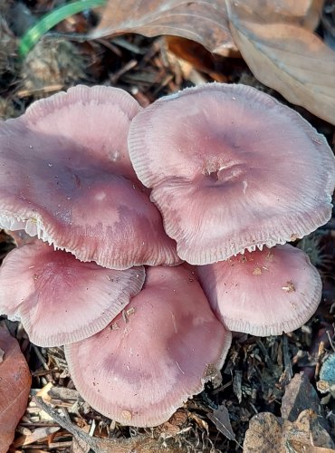 HELMOVKA NARŮŽOVĚLÁ (Mycena rosea) FOTO: Marta Knauerová, 2022