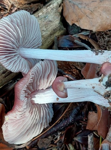 HELMOVKA NARŮŽOVĚLÁ (Mycena rosea) FOTO: Marta Knauerová, 2022