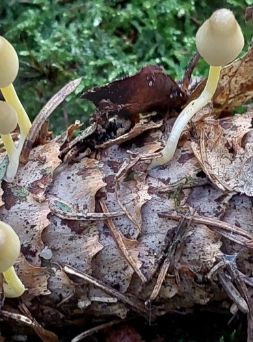 HELMOVKA SLIZKÁ (Mycena epipterygia) FOTO: Marta Knauerová, 2022