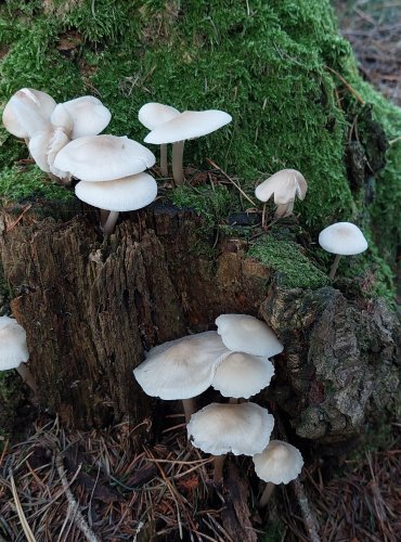 HELMOVKA TUHONOHÁ (Mycena galericulata) FOTO: Marta Knauerová, 2022