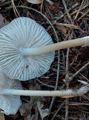 HELMOVKA TUHONOHÁ (Mycena galericulata) FOTO: Marta Knauerová, 2022