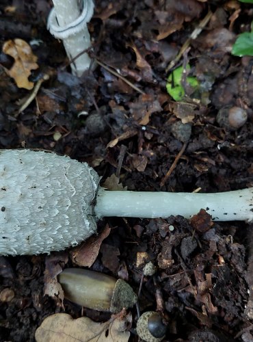 HNOJNÍK OBECNÝ (Coprinus comatus) FOTO: Marta Knauerová, 2022