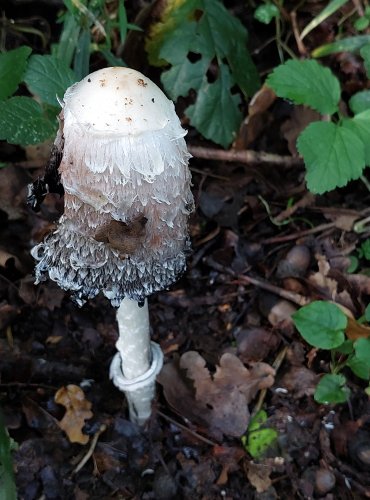 HNOJNÍK OBECNÝ (Coprinus comatus) FOTO: Marta Knauerová, 2022