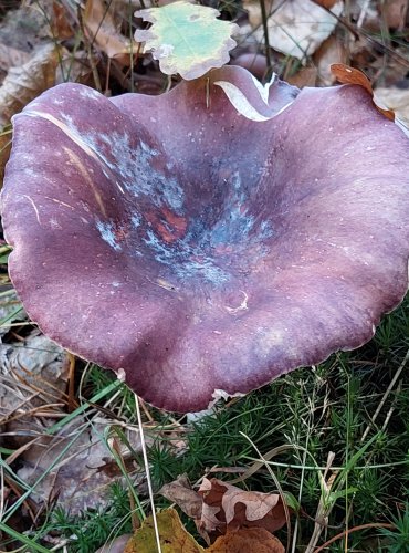 HOLUBINKA ČERNONACHOVÁ (Russula atropurpurea) FOTO: Marta Knauerová, 2022